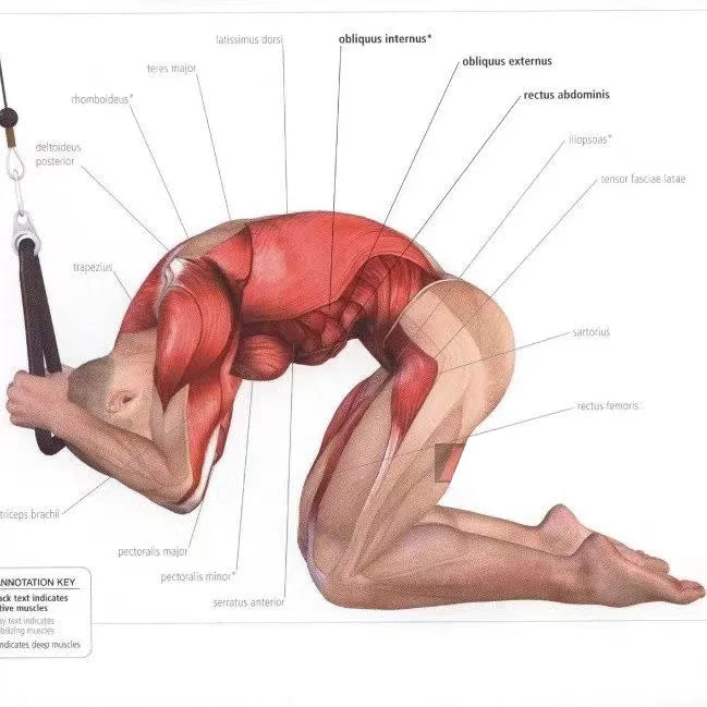 Triceps Pull Down Rope Cable Attachment for Gym Workouts